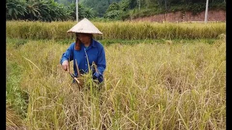 Mẹ đơn thân ở Vĩnh Yên và hành trình tìm lại chính mình cùng Hotspot Matrix_Video ngắn YouTube Shorts